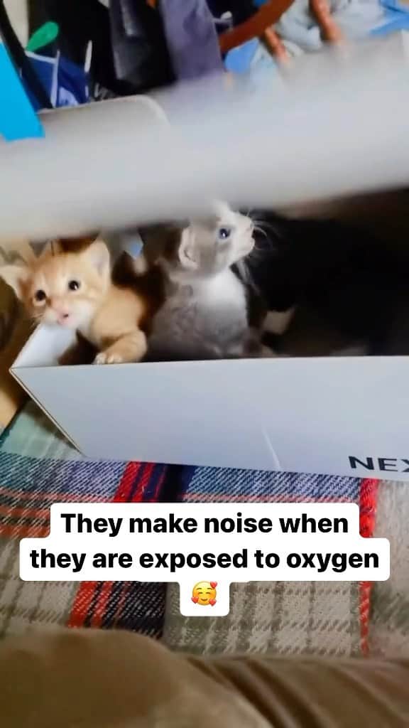 Cute Pets Dogs Catsのインスタグラム