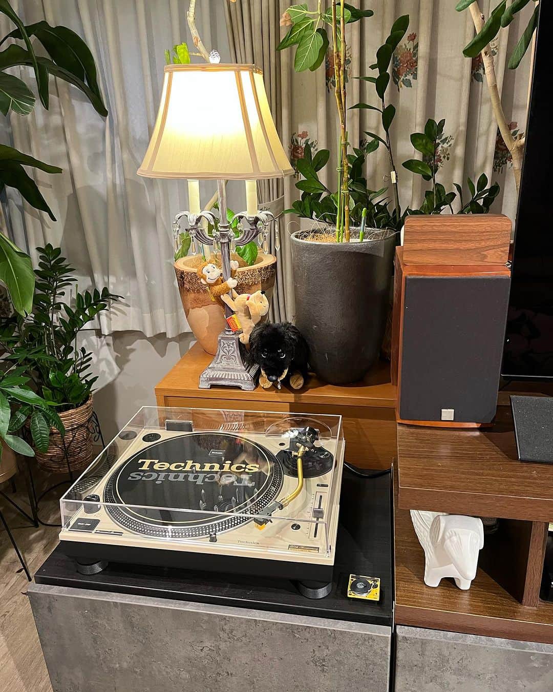 岩崎宏美さんのインスタグラム写真 - (岩崎宏美Instagram)「Technicsのレコードプレイヤーと、CD.チューナーアンプ購入しました。 可愛いミッキーマウス付きのプレイヤーも大事にしているけれど、今度はサウンドがめちゃくちゃ本格的で実に心地いいです。 このアンプも実にお利口で、これだけ聴けちゃうとCDは買わなくなるなぁーなんて思ってみたり。 今夜はアナログレコード聴いたり、CD聴いたりDAT聴いたり楽しんでいます。 ブラザーコンちゃんのCDが届いたので、先程までノリノリで聴いていました。 コンちゃん早く完治しますように‼️ レコードも自分の復刻版聴いたり昔のアルバム聴き直したり、聴きだすととまりません。 秋の夜長を楽しんでいまーす‼️ シンバは一足早いお誕生日プレゼントのおもちゃ、もうバラバラにしています。泣 #テクニクス #レコードプレイヤー #CD #DAT #ミニチュアダックスフンド #岩崎宏美」9月20日 23時07分 - hiromiiwasaki_official