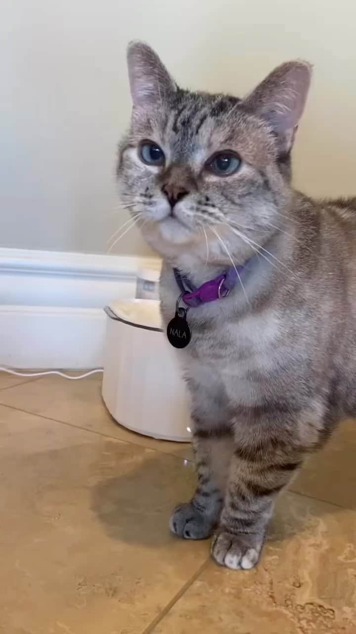 nala_catのインスタグラム