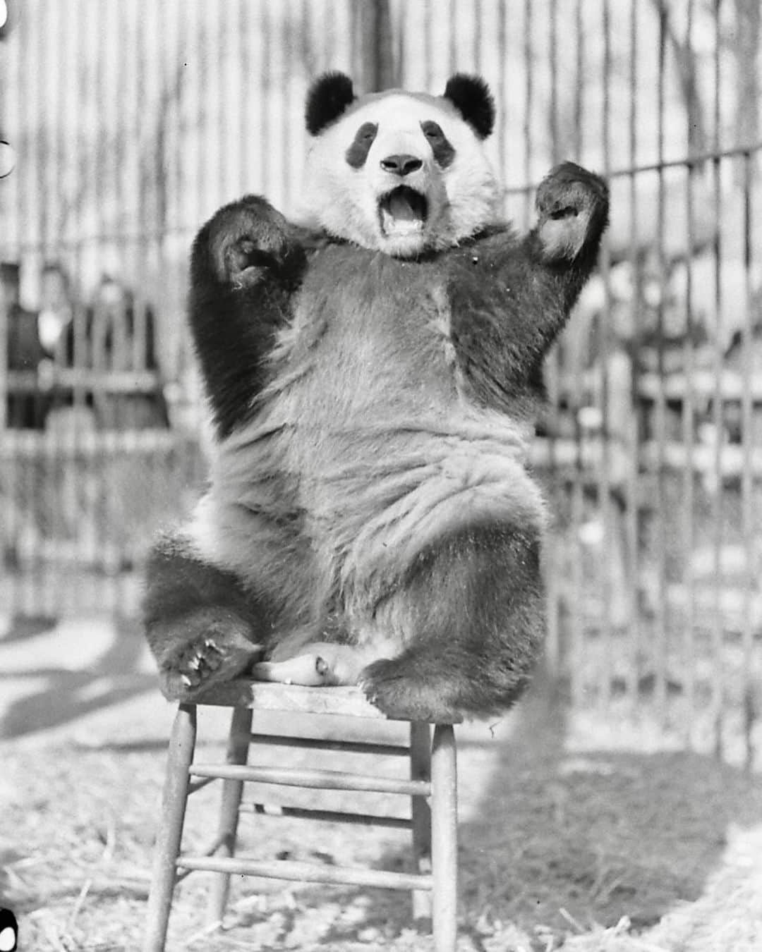 lifeさんのインスタグラム写真 - (lifeInstagram)「Giant panda at the Chicago zoo, 1937.  (📷 Bernard Hoffman/LIFE Picture Collection)   #LIFEMagazine #LIFEArchive #wildLIFEwednesday #Panda #Animals #1930s」9月20日 23時34分 - life