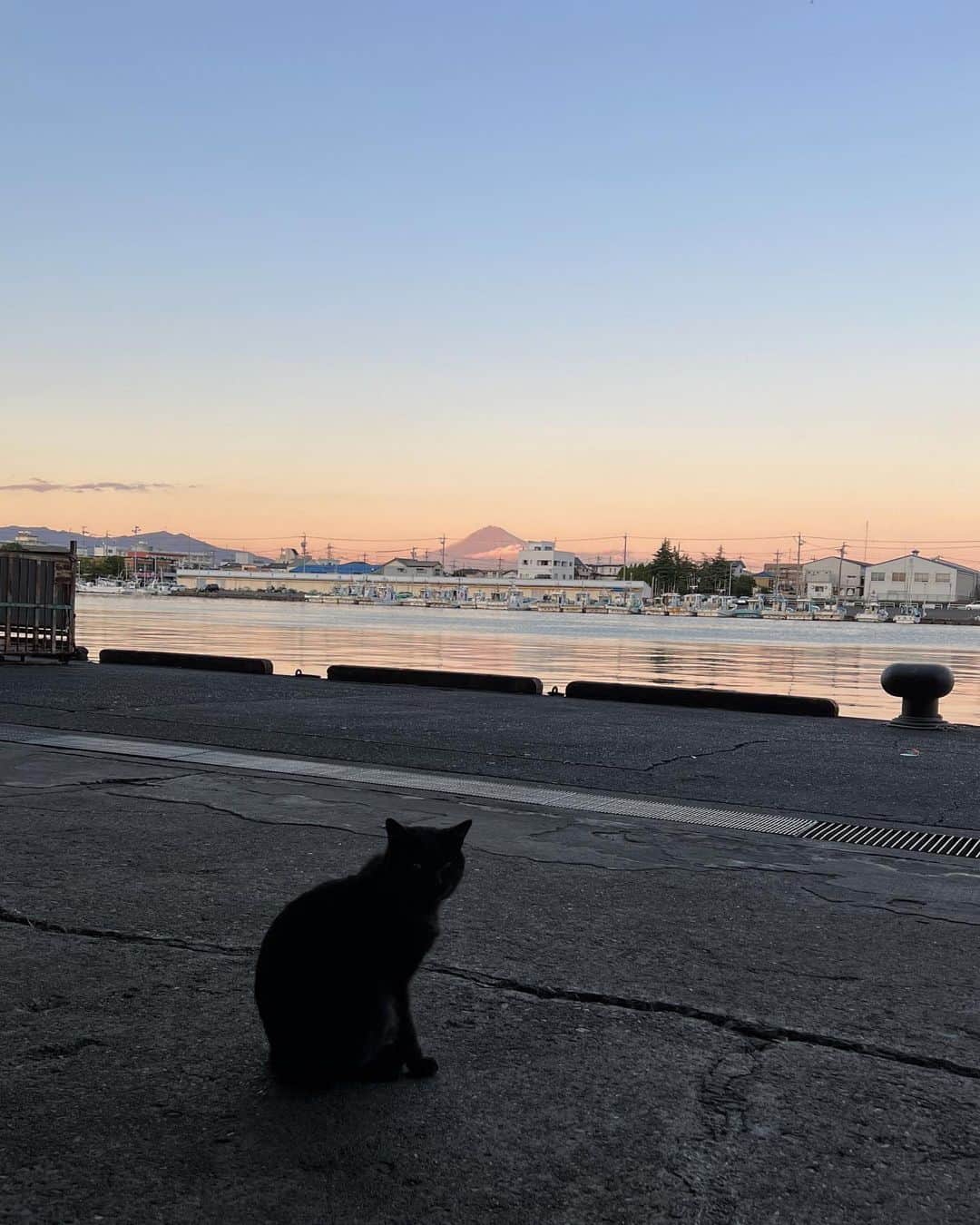 たむらぱんのインスタグラム：「表情が読み取れませんでしたがたぶん撮影許可をくれたのだと思います。山とよいかんじの位置に座ってこっちを見てた。かどうかは分からないけど！  #猫 #黒猫 #富士山 #おたむのいきもの紀行」