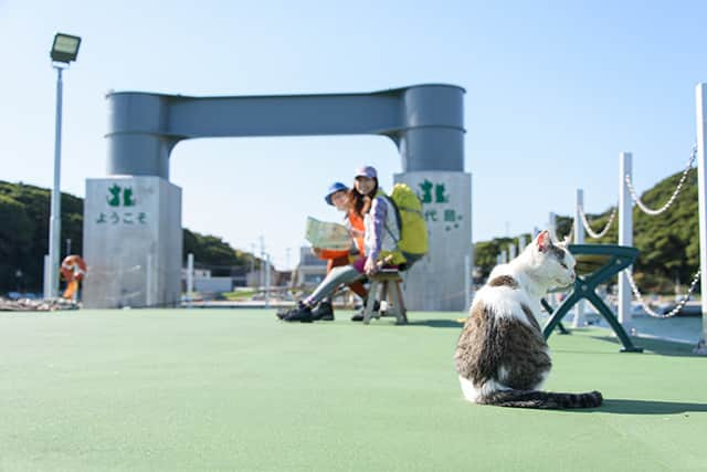 日本の国立公園さんのインスタグラム写真 - (日本の国立公園Instagram)「Visit Japan’s Cat Island and neighboring Ajishima Island this winter on the Michinoku Coastal Trail 🐈🚶‍♀️  The 1,025 km Michinoku Coastal Trail includes a charming section in Miyagi from Ishinomaki Port to Ayukawa Port via Tashirojima, also known as Cat Island, and the nearby island of Ajishima. These islands are blessed with a mild climate and offer tranquil hiking with vibrant autumn foliage. 🍁🥾  The first ferry takes hikers from Ishinomaki to Odomari Port on Cat Island. Cats were originally brought over to help protect the island’s silkworm farms from rats, and they now outnumber the human population by almost four to one! Fishermen also prayed to cats for a big catch, and cats are celebrated at Neko Shrine. ⛴😻  Take the connecting ferry to Ajishima Island and enjoy a beautiful swimming beach and unpaved trails through bamboo tunnels. If time allows, pay a visit to the Dowameki Lighthouse on the southern edge of the island before taking the final ferry to the Ayukawa Port. ⛴🏊‍♀️  Hiking through the relaxing scenery of these tiny islands, both with only a small number of residents, showcases a unique window into a Japan far away from the hustle and bustle of city life. ☀️🎒  📍 Tashirojima and Ajishima Islands, Miyagi   📸 Hikers looking at the sea near Dowameki Lighthouse 📸 Hikers at Odomari port 📸 Hiking through the forest 📸 A stray cat with hikers in the background  #NationalParksJP #SanrikuFukkoNationalPark #Tashirojima #Ajishima #Miyagi #WinterHikes #CatIsland #MichinokuCoastalTrail #WinterWalks #JapanTravel #Japan #Travel #Tourism #ExploreJapan #DiscoverJapan #VisitJapan #日本 #国立公園」9月22日 10時00分 - nationalpark_japan