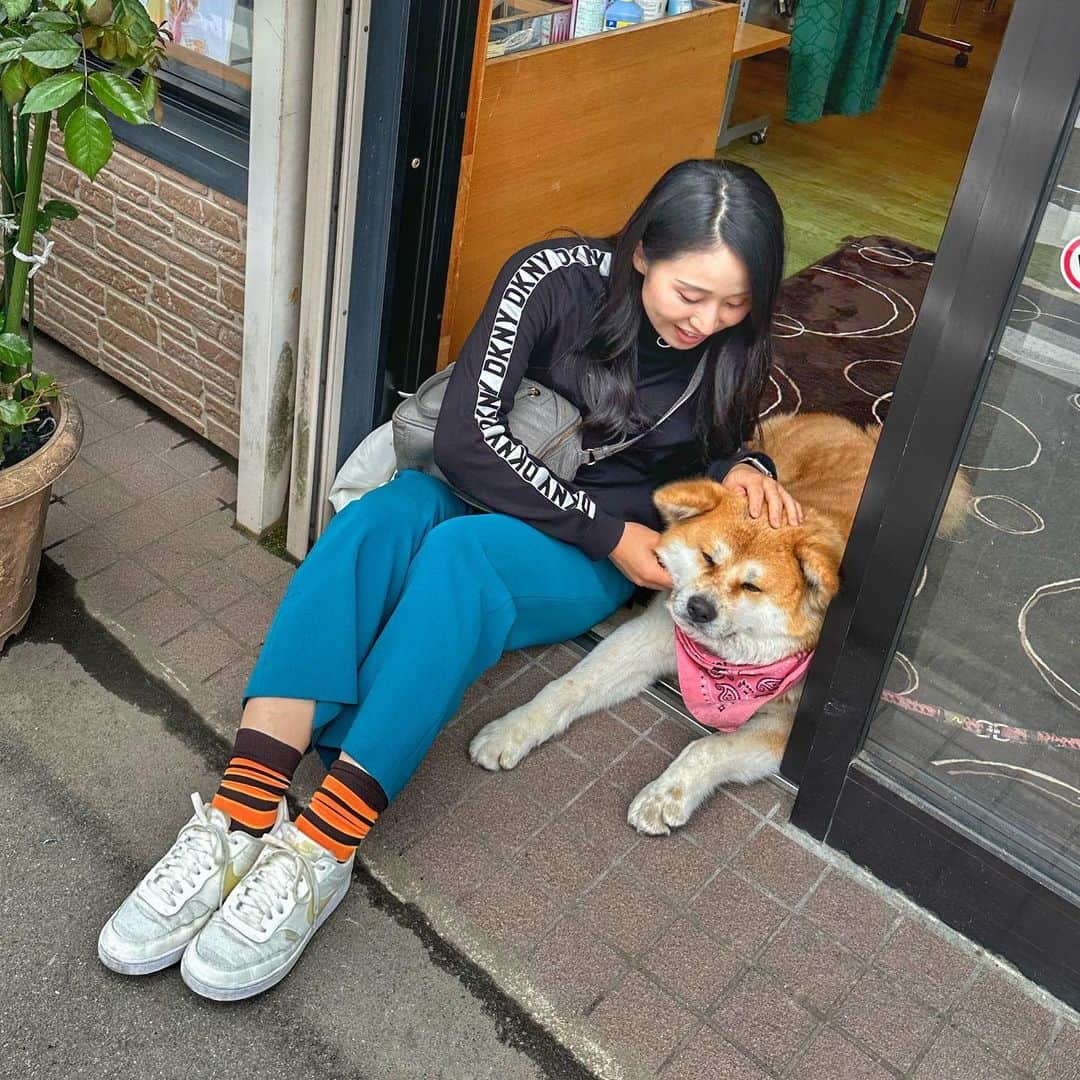 宇田恵菜さんのインスタグラム写真 - (宇田恵菜Instagram)「Akita Trip 6月の秋田青森旅行ログ  両親の死ぬまでに(もはや終活の一つ)日本の47都道府県制覇したい!のツアコンとして(47制覇者なので)帯同❣️  愛媛県からなので、羽田で合流し空路、秋田空港へ！  秋田駅に出て、お昼を食べて、当日のノリで角館へ！！ 古い街並みに風情を感じながら、秋田市内ではみることしかできない秋田県を飼われているお洋服屋さんがあり、ラッキーにも触れ合わせてもらった💓 おとなしいし可愛いし、最高すぎでした🫶🏻  秋田といえばナマハゲ！！なんと秋田駅の居酒屋の一つでは、20時になると、ナマハゲが登場して会える!これぞ秋田という感じ！ ------------------------------- #casting  #actress #shortfilm #キャスティング  #役者  #filmingcrew #filming #撮影中 #撮影クルー #leadactress #女優 #actresslife #スチール撮影 #黒髪 #blackhair 　#愛媛出身 #不動産女子 #japaneseactress  #秋田旅行　#秋田観光　#角館」9月21日 10時25分 - ena2727