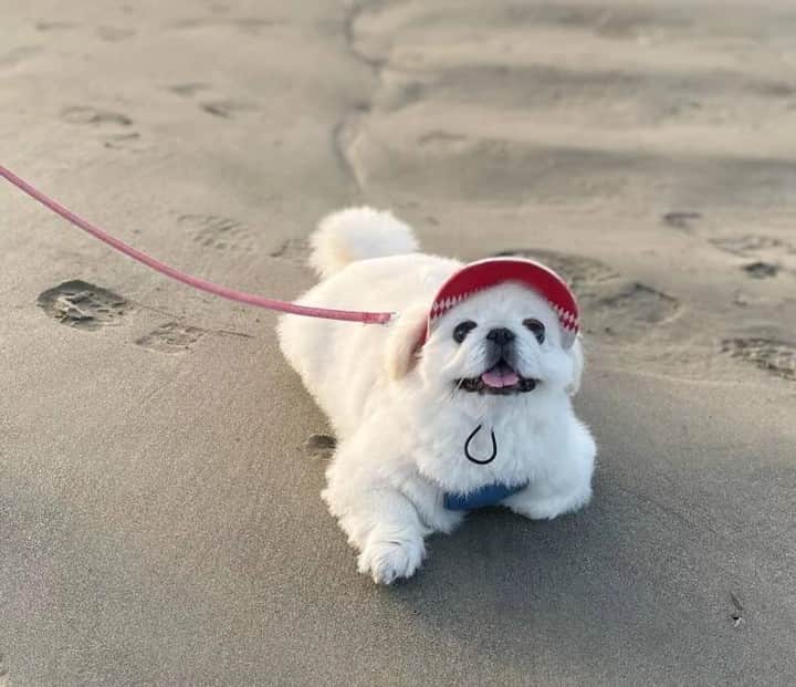sippoさんのインスタグラム写真 - (sippoInstagram)「『sippoストーリー 』からの紹介です🐕 ペキニーズのメイリーちゃん（７歳）泳げなくても砂浜は大好き😋💖素敵な笑顔にちなんで中国語で美しい、可愛いの意味の名前を😄  飼い主さん：ruby ㅤ sippoのサイト（sippo.asahi.com）で、飼い主さんに投稿してもらった、犬や猫のとっておきストーリーをご紹介しています。 @sippo_official プロフィールのサイトリンクから、『sippoストーリー 』をご覧下さい👀✨ ㅤ あなたとペットのストーリーを募集しています！ #sippoストーリー をつけて、犬や猫の写真を投稿してくださいね🌸採用された方には、編集部からDMでご連絡差し上げます🐾  #sippoストーリー #犬 #イヌ #ワンコ #ペキニーズ」9月21日 11時00分 - sippo_official