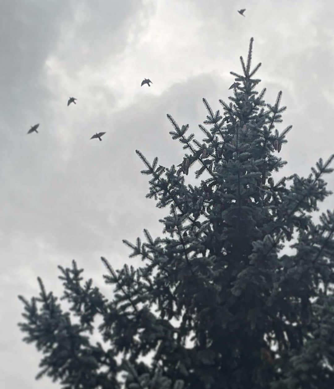 皆川明のインスタグラム：「birds&tree」