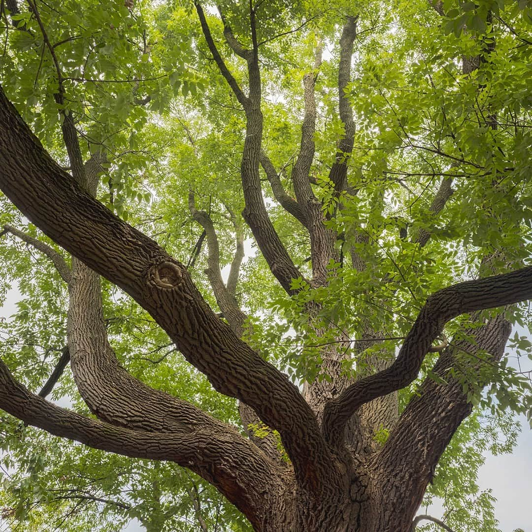 ニューヨーク植物園のインスタグラム：「This white ash is not only notable for its size, but for its regional rarity—making it a shoe-in for NYC’s Great Tree Search. 🌳   Last held all the way back in 1985, @nycparks’ Great Tree Search invited locals across the five boroughs to nominate trees of unusual size, interesting or rare species, unusual form, or historical significance, with the winning trees receiving special recognition for their importance to our City. Now, after over 35 years, it’s time to create a new list—and this time, the trees will be featured in an interactive city-wide map representing the incredible diversity and scale of NYC’s urban forest.   Hit the link in our bio to hear from Melissa Finley, our Thain Curator of Woody Plants, as she shares some of HER favorite NYBG trees and why they’re worth nominating, as well as how to cast your vote in honor of our leafy friends (whether they’re in a garden or on your street)!   #Fraxinus americana #GreatTreeSearch #plantlove」