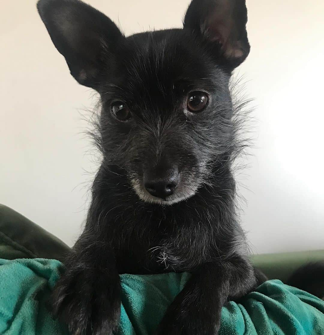 ケイリン・ルッソさんのインスタグラム写真 - (ケイリン・ルッソInstagram)「On Saturday I said bye for now my baby Cho. He was the sweetest and weirdest mama’s Boy and would follow me around even to the bathroom. He looked like a mix of a bat, a rat a dog and a pig and I loved every piece of him. He would snarl at anyone that got walked towards the bed if I was in it, and would snap if someone dared touch me. He was my big 12 pound protector.   I never wanted a dog, it wasn’t really in my character to have one imo but he exceeded expectation everyday. He didn’t play with toys, he would move his head around confused if he didn’t understand what was happening. He would hit you with his paw until u would either fucking pet him or let him tell you he needed something, he was very smart and communicative. He had a very cute pop belly and he was my pop pop. The first responsibility for me to care for and pour all my love into when I felt like the world was falling apart. He was my medicine, and he was magical. If you ever had the pleasure of meeting him at first you would definitely not directly see his potential but 6 minutes in and you would understand why this angel was put on earth. Losing him is like losing a mystical fairy that you know was lucky to find in the first place. He was like my Salem to Sabrina or the owl to harry he had that magical element and I’m really grateful I never took him for granted. He had a very beautiful fun life, going on all sorts of adventures and seeing almost all of the western side of America, we lived with 3 of my best friends at one point and there he got all the special treatment and was really the king of the castle, he was very spoiled and lived with no bounds. I’m not going to get into the end, but it had to happen and I was with him for every breathe of the way. I love him so much and nothing can or will ever fill the space that I have for this boy. My  protector, my medicine my mufuckin rider day 1. Love, mommy」9月21日 6時10分 - cailinrusso