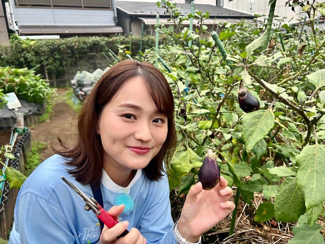 篠原梨菜さんのインスタグラム写真 - (篠原梨菜Instagram)「東京・墨田区　たもんじ交流農園へ！ 秋茄子が美味しい季節。 江戸東京野菜の寺島なすを栽培されています。小ぶりでたまごのようなフォルム🍆 熟したものを収穫させていただきました！ #thetime_tbs #墨田区 #たもんじ交流農園 #寺島なす #tbs」9月21日 6時48分 - shinorinatbs