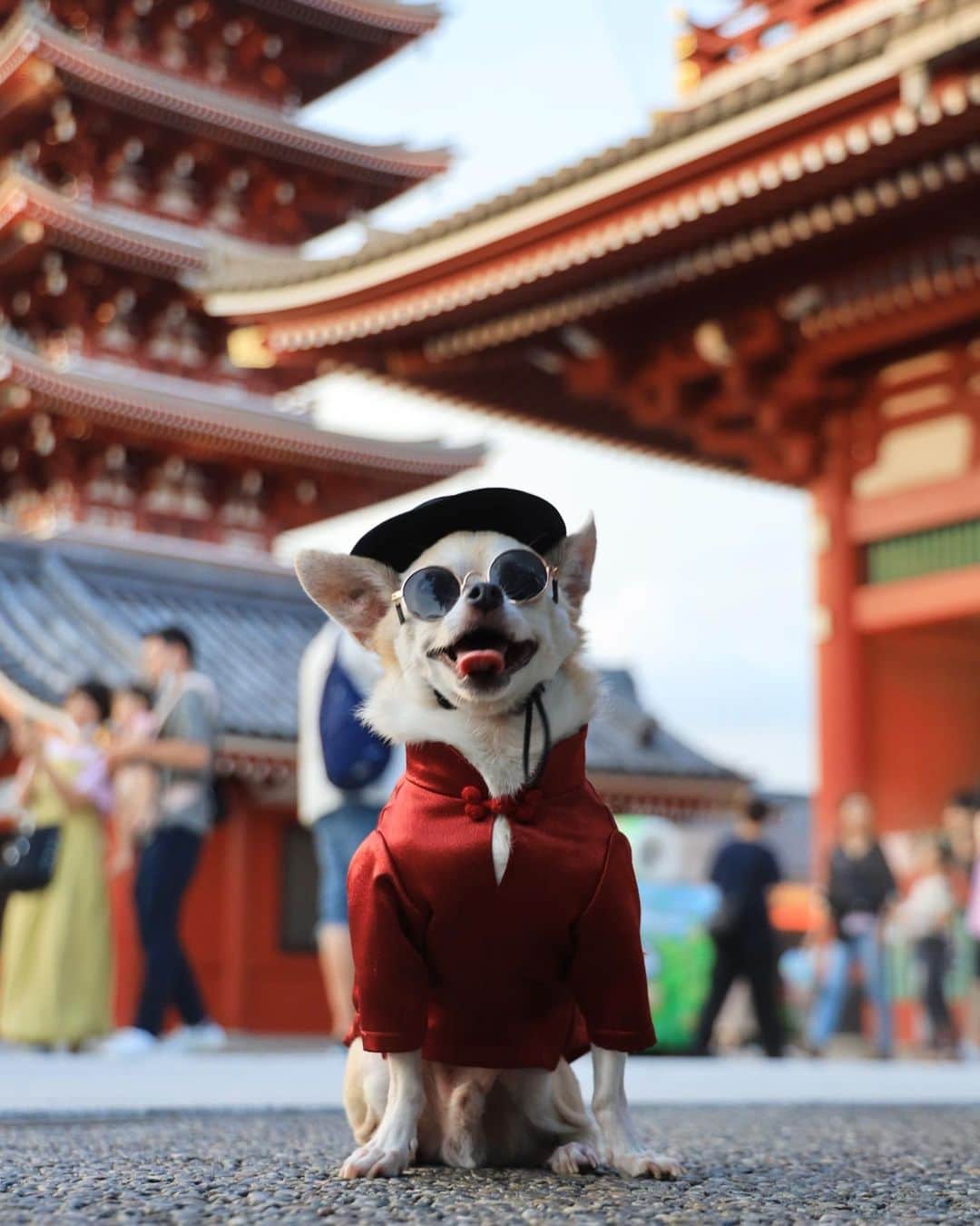 のインスタグラム：「Good morning  泣きたくなるぐらい眠い😅 あと1日がんばるぞ  #dog#dogstagram#instadog#chihuahua#barkbox#mydogiscutest#buzzfeed#dog_features#fluffypack#barkpack#dogsofinstagram#犬#チワワ#手作り#handmade#着物#fashion#紋次郎一家#チーム茶#ふわもこ部#igersjp#peco犬部#dogfashion #whisky」