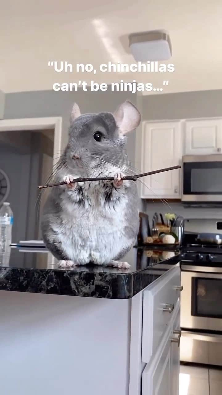 Baby Animalsのインスタグラム：「Ninja level 100 unlocked… 😅  Video credit: @chinpals   #chinchilla #chinchillas #cuteanimals #animallovers #animallove #funnyanimals #animalfunny #viralvideo #cuteanimal #cutechinchilla #ninja」