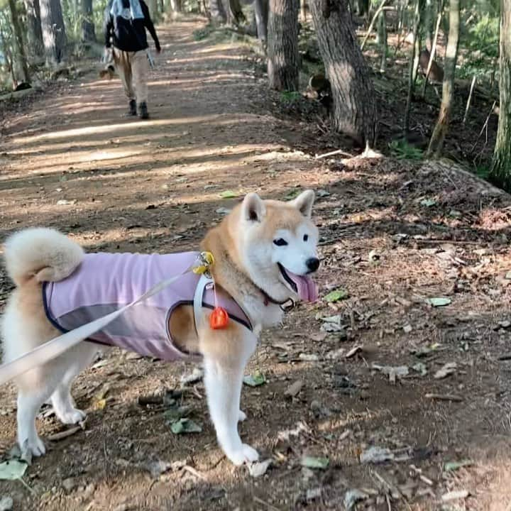 てんパパのインスタグラム：「鳴沢氷穴から紅葉台まで散策山歩き。 前にまわり込もうとしたら、そうはさせじとペースを上げ、いつのまにか早足になり駆け足になっていたてんでした。 曇りがちだったけど、最後に富士山チラリ顔を見せてくれました。 #紅葉台 #やる気あります #樹海 #世界遺産と天然記念物」