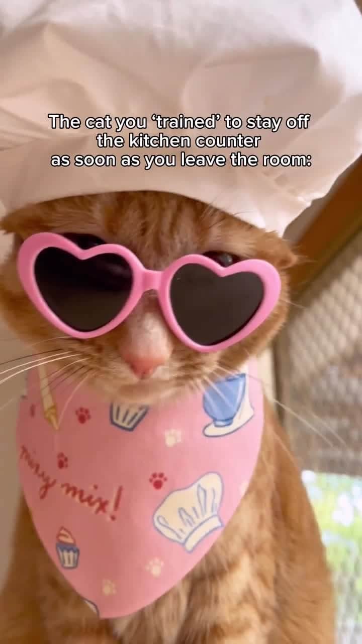 Cats of Instagramのインスタグラム：「From @princesshoneybelle: "Sometimes being delulu is the best solulu 😹🐾" #catsofinstagram」