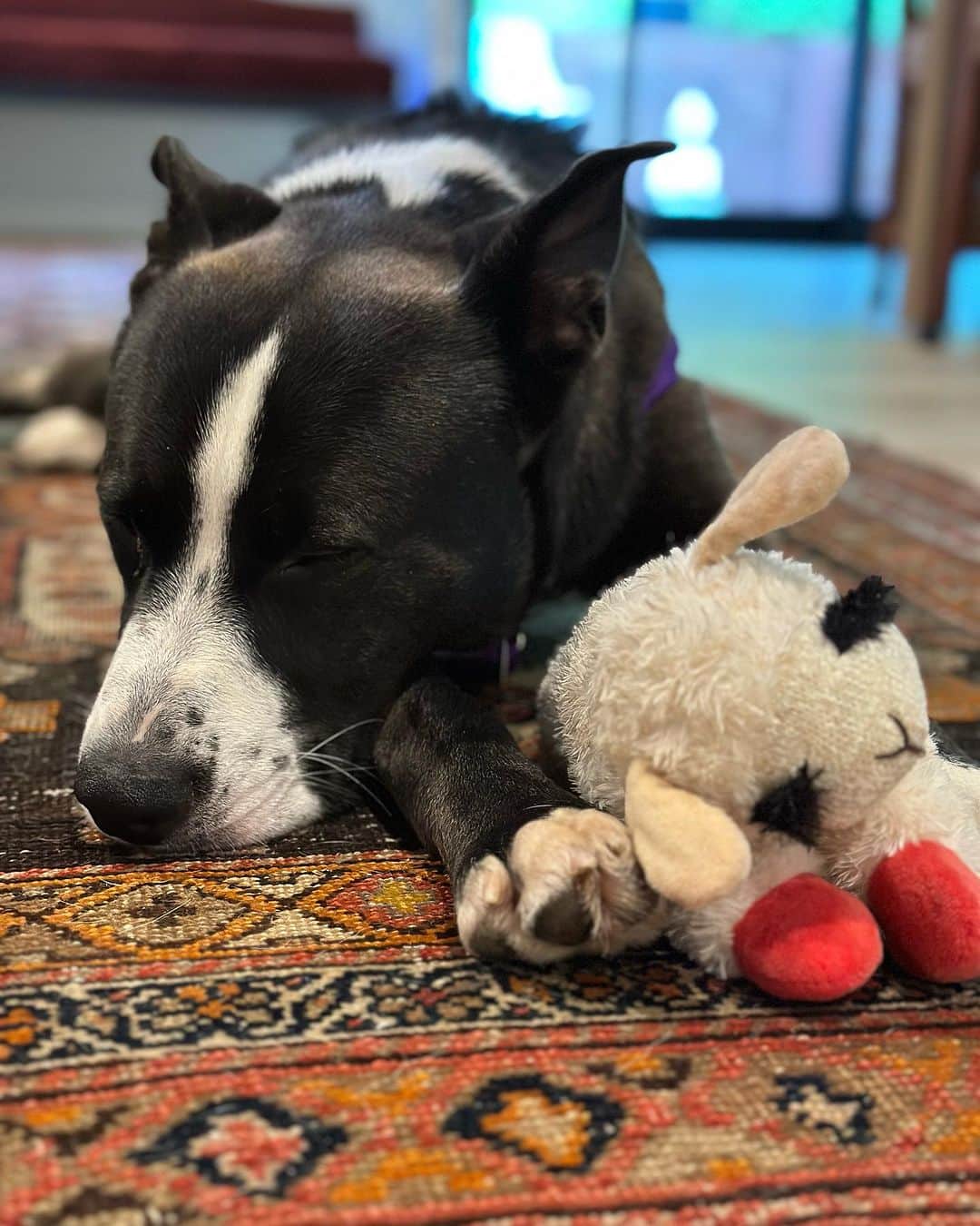 アレクサンドラ・ダダリオのインスタグラム：「I’m fostering this dog, Bruno, (although I want to name him Gary but I’m not allowed to change his name), through @barknbitches… he is a pit bull/husky mix. About 1 year old. He is… the sweetest. This dog clearly had a home and was trained, and for some reason he was dropped off at the shelter and barely made it out. I saw him and thought, “he’s huge!”, but he’s so quiet and polite sometimes I forget he’s here as he sleeps on the kitchen rug. He is so kind and gentle, loving, sleeps through the night, is great with dogs and kids, (not cat tested but in my non-expert opinion I think he’d be fine), and walks amazing on a leash. I had a dog bark at him on a walk and he didn’t even flinch or pull, nor did he bark back. He plays fetch, and I gave him a shower last night and he didn’t complain once. If you are looking to adopt, please reach out to @barknbitches to schedule a meet and send in an application.」