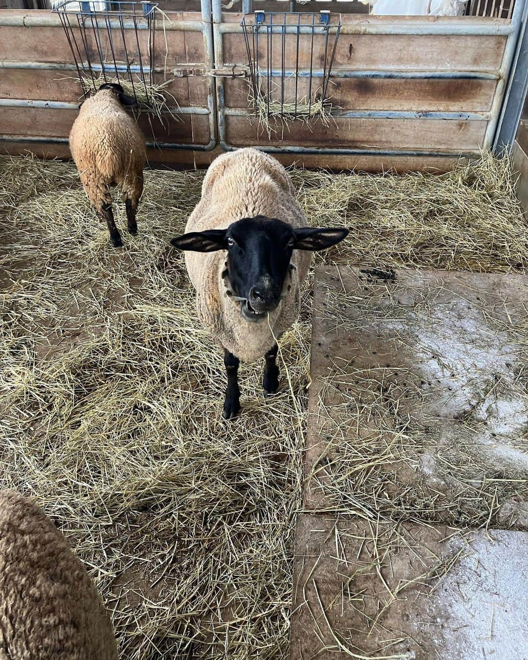 松本亜美さんのインスタグラム写真 - (松本亜美Instagram)「昨日のばんえつ横断お国自慢🐮 のオフショット！  初！牛の搾乳体験をしました！ ご挨拶から始まり、練習をして、実践！！力加減が難しく再練習の時間も設けられましたが、無事にミルクをいただくことができました🍼 子牛のためのミルクなんだよ、と体験した人に伝えているとのことで、食育にもつながっているなと感じました！  牛さんの温もりも感じた体験でした🐄  #teny #テレビ新潟  #夕方ワイド新潟一番  #ばんえつ横断お国自慢 #オフショット  #福島 #新潟  #新潟市アグリパーク  #搾乳体験 #初 #牛さん #さくらちゃん #ふれあい体験  #アナウンサー  #松本亜美」9月21日 20時46分 - ami_matsumoto_teny