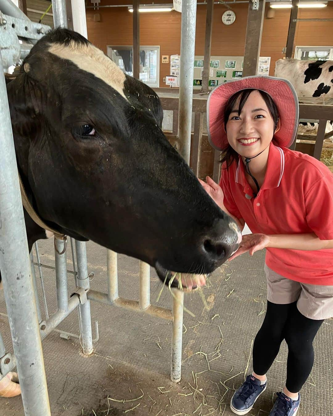 松本亜美さんのインスタグラム写真 - (松本亜美Instagram)「昨日のばんえつ横断お国自慢🐮 のオフショット！  初！牛の搾乳体験をしました！ ご挨拶から始まり、練習をして、実践！！力加減が難しく再練習の時間も設けられましたが、無事にミルクをいただくことができました🍼 子牛のためのミルクなんだよ、と体験した人に伝えているとのことで、食育にもつながっているなと感じました！  牛さんの温もりも感じた体験でした🐄  #teny #テレビ新潟  #夕方ワイド新潟一番  #ばんえつ横断お国自慢 #オフショット  #福島 #新潟  #新潟市アグリパーク  #搾乳体験 #初 #牛さん #さくらちゃん #ふれあい体験  #アナウンサー  #松本亜美」9月21日 20時46分 - ami_matsumoto_teny