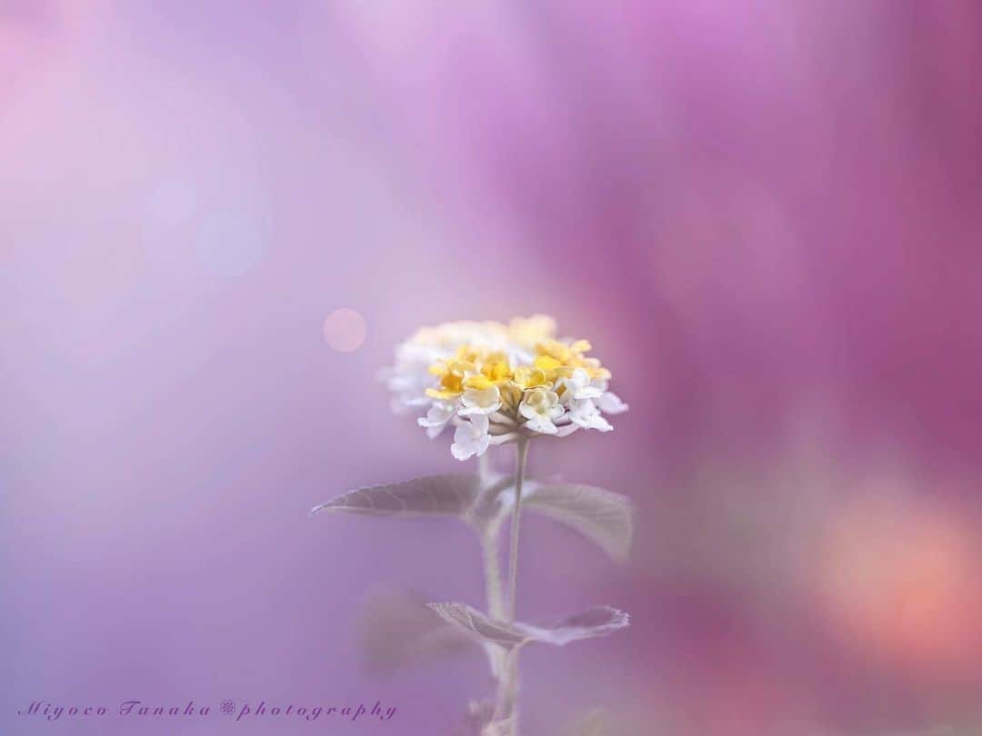 花の写真館のインスタグラム：「Photo by @miyoco_tanaka. https://instagram.com/miyoco_tanaka/ . Original Post[投稿いただいたURL] https://www.instagram.com/p/Cwm9k9sPtwe/ . 本アカウントは、 #私の花の写真 をつけてInstagramに投稿された皆さまの花の写真や、「花の写真館」Facebookページで投稿された花の写真を紹介します。 「花の写真館」Facebookページは、「 @floral.photograph 」のプロフィールにあるURLからご覧ください。 . ※各種法令、マナー、関係者の指示に従った撮影をお願いします。 *Please ensure that your photography adheres to all relevant laws, etiquette, and instructions issued by authorized persons. ※本アカウントは東京カメラ部がFacebook、Instagramのサービスを利用して運営しているもので、Meta社・Instagramとは一切関係ありません。 . #花の写真館 #floralphotograph #floralphoto #flower #flowers Follow: @floral.photograph」