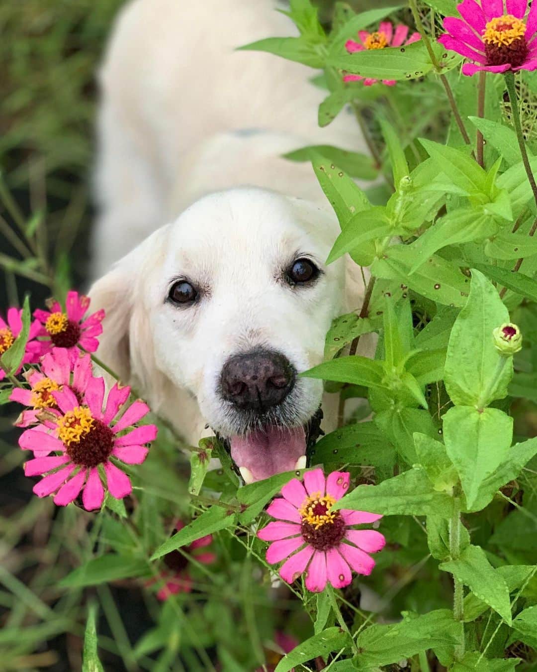 P太郎ママさんのインスタグラム写真 - (P太郎ママInstagram)「#花と犬 #百日草 1年は365日だから、 そのうち100日も咲いてるって、 長いよね！ 『仏壇の花』のイメージ😆」9月21日 19時31分 - ptarodada