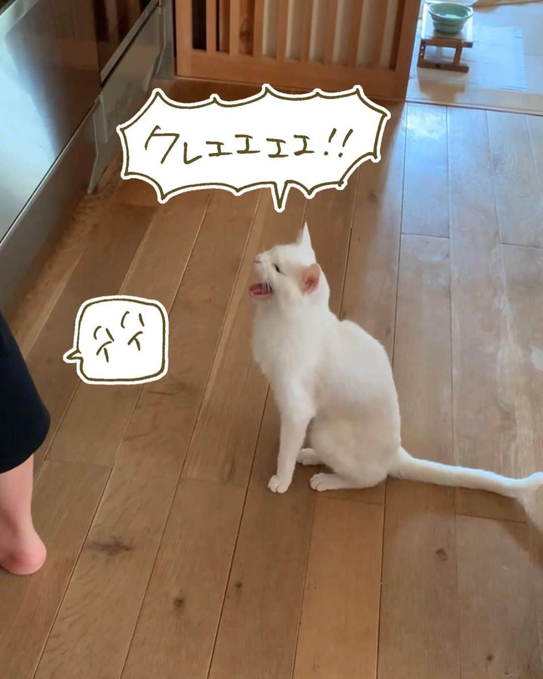 くるねこ大和さんのインスタグラム写真 - (くるねこ大和Instagram)「少し賢くなったマル  #マル胡  #おじすんとマル」9月21日 19時37分 - kuru0214neko