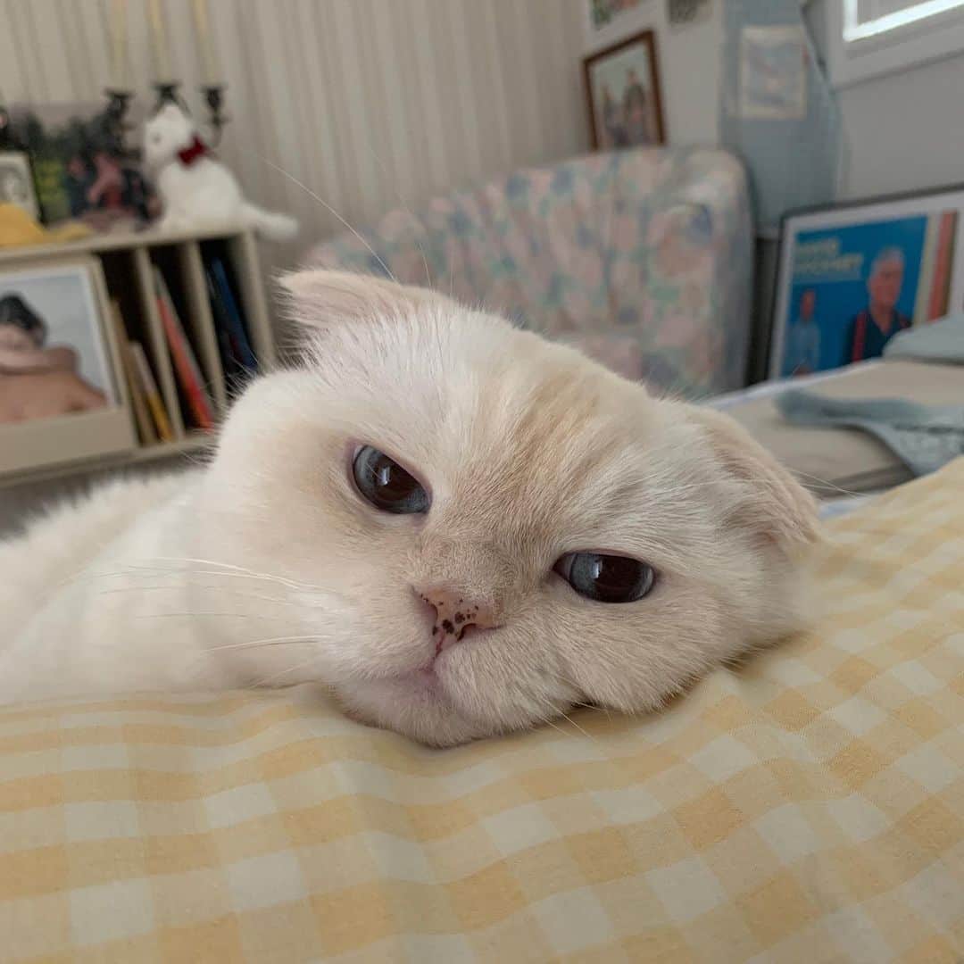 SoonMooのインスタグラム：「그-윽 냥친짤로 어때요?  #순무 #SoonMoo」