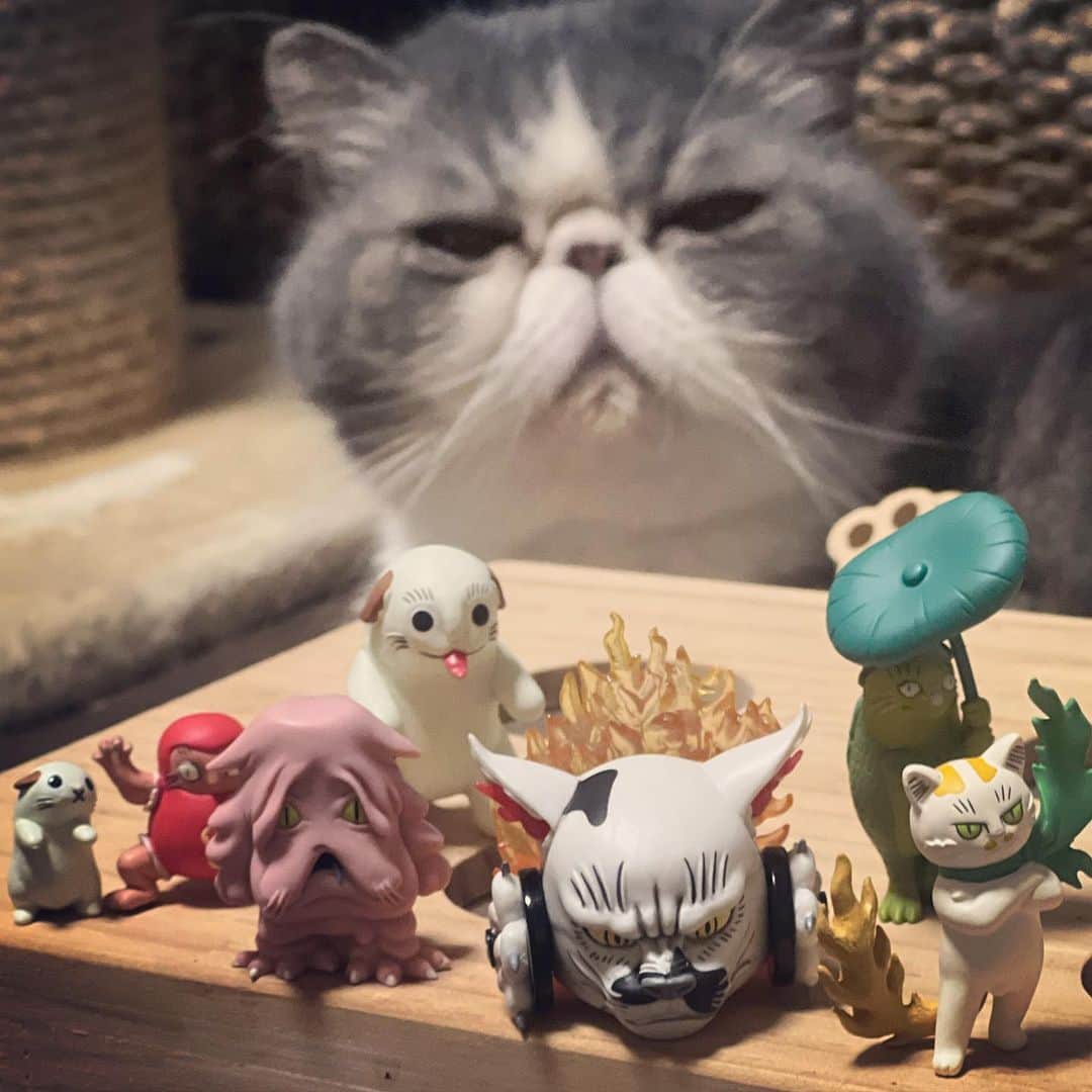 のインスタグラム：「いろいろな化け猫がゾロゾロ😼 そして、それを従える酒呑童子(？)👹  あー、少しずつでも、いい加減ガラクタの引き出し片付けていこ…。  #ムスカ #エキゾチックショートヘア #ねこすたぐらむ #ふわもこ部 #にゃんすたぐらむ #ねこ部 #にゃんこ #ねこのいる生活 #ねこのきもち #猫写真 #猫大好き #ペコねこ部 #ねこバカ #愛猫 #냥스타그램 #귀여워 #猫咪 #catstagram #kitty #petstagram #instacat #meow #catoftheday #ilovemycat #catstagram_japan #instagramcats #cutepets #Kedi #cat_of_Instagram #katter」