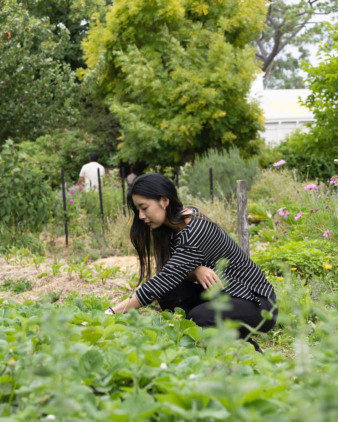 湯田葉月のインスタグラム：「Heidi kitchen garden.  📷 @gillcoleman   #melbourne #garden #メルボルン」