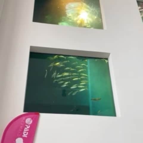 風輝駿のインスタグラム：「* ⁡ 先日、モデルマーメイドの資格を取得しました🧜‍♀ そして初めて人前でマーメイドのパフォーマンスもしました🐠 水中での過ごし方もだいぶ上手くなった、かな？ ポーズとったり1分潜れたり… 約2年でそれなりに成長しました！！！ それでも自分の中ではまだまだで、日々種族の壁を超えるべく人外への道を精進しております😂 これからも推しと同じ種族を目指す私を宜しくお願いします🫧🫧🫧  Special Thanks >>@nagisa_mermaid_club  ⁡ ⁡ ⁡ ⁡ ⁡ ⁡ #マーメイドライセンス　#ssi　#オーシャンマーメイド #oceanmermaid #modelmermaid #モデルマーメイド #パフォーマンス #マーメイド #マーメイドスイム #マーメイドテイル #mermaid #mermaidswim #mermaidtail」