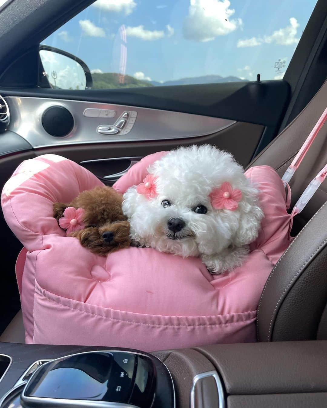 SHEINのインスタグラム：「@arang2o_o is putting the "ain't never seen two pretty best friends" debate to rest for good 🐕🐩😍 Tag your pretty BFF in the comments 👇  #SHEINinspo」