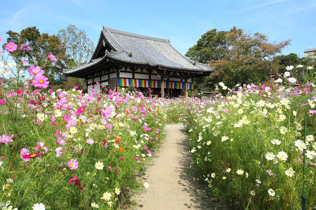 旅行比較サイト・トラベルコ 理想の旅を、いちばん安く。さんのインスタグラム写真 - (旅行比較サイト・トラベルコ 理想の旅を、いちばん安く。Instagram)「#般若寺 / 奈良  般若寺は飛鳥時代に創建された古刹。コスモス寺としても有名です🌼  見頃（9月下旬～10月下旬）を迎えた今、境内に咲き誇る約15万本のコスモスは人気！ 石仏を包み込む、色鮮やかなコスモスの姿を写真に収められますよ♪  ━━━━━━━━━━━ 📍 #般若寺 （奈良県般若寺町） ━━━━━━━━━━━ 般若寺の詳しいスポット情報はこちら👇 https://www.tour.ne.jp/j_spot/129108/  Photo: PIXTA  ********** あなたが旅先で出合った素敵な風景に #トラベルコ または #travelko をつけて投稿してみてください📷 こちらのアカウントで紹介させていただくかも！  投稿を見て「行きたい！」と思ったら保存でクリップ。 フォロー＆いいねもお願いします🌟  ********** 国内海外1500以上の旅行サイトをまとめて比較！ 旅行の最安値を探すなら「トラベルコ」  プロフィール欄のURLから早速検索🔍 @travelko_official  #般若寺 #コスモス #奈良市 #nara #奈良 #奈良旅行 #奈良観光 #国内旅行 #日本の絶景 #japantrip #japantravel #絶景 #フォトジェニック #ファインダー越しの私の世界 #誰かに見せたい景色 #旅行好きな人と繋がりたい #写真好きな人と繋がりたい #女子旅 #一人旅 #旅行好き #旅 #旅行 #観光 #trip #travelko #トラベルコ」9月21日 12時00分 - travelko_official