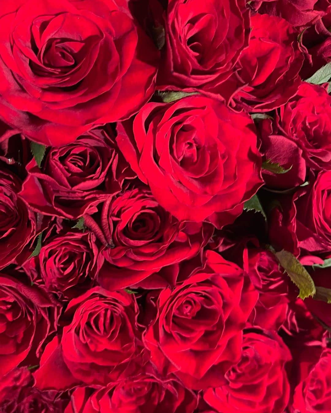 兒玉遥さんのインスタグラム写真 - (兒玉遥Instagram)「現場でいただいたお花たちを愛でる毎日、、、元気もらえます。幸せです。」9月21日 12時22分 - haruka_kodama919