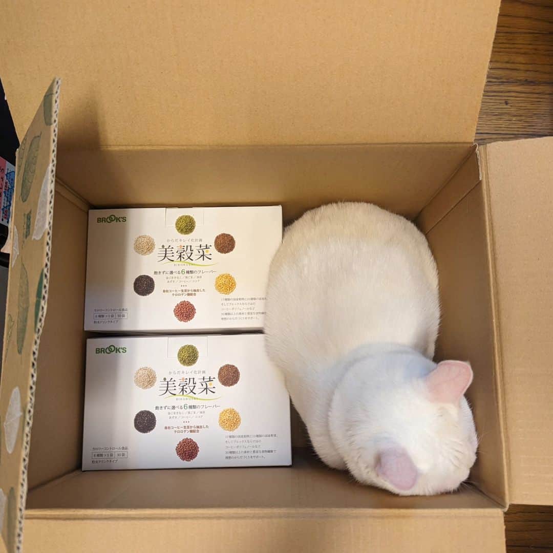 岡田屋鉄蔵のインスタグラム：「おかしいな。三箱頼んだはずが二箱と一匹になっとる。猫は液体だが飲み物にはならん」