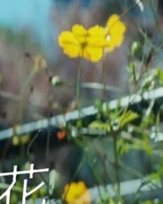村瀬健のインスタグラム：「「いちばんすきな花」本編映像を使った初めてのPRスポットが完成しました。今夜22時から放送される「この素晴らしき世界」特別編の中で流れます。ゆくえ、椿、夜々、紅葉、4人の主人公の姿を初公開。そして映像と音楽と…このドラマの世界観の一端をお見せできると思います。よろしければぜひ💐  #いちばんすきな花 #すき花 #多部未華子 #松下洸平 #今田美桜 #神尾楓珠 #10月12日スタート」