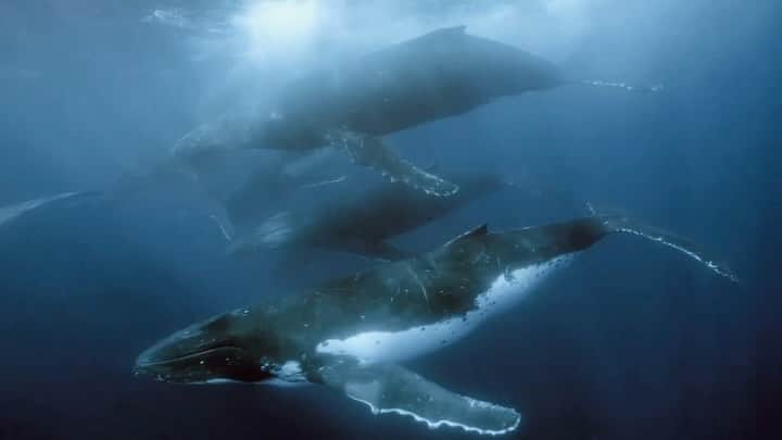 篠宮龍三のインスタグラム：「６年前の今日。 トンガで32頭のヒートランに出会いました。  32 whales heat run in Tonga  2017.9.21  #whale #whaleswim  #whaleswatching  #whalewatching  #whalewatch  #humpbackwhale #humpbackwhales   #ザトウクジラ #クジラ #ホエールスイム #トンガ」