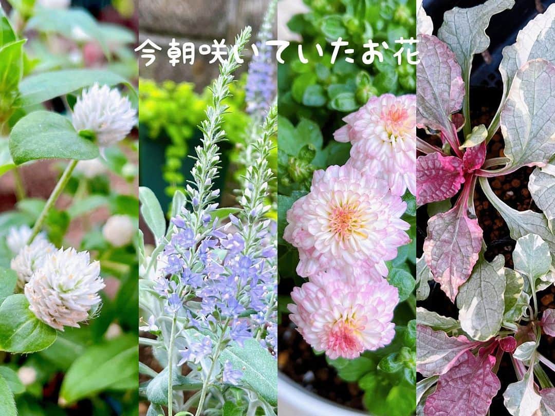 トテンのインスタグラム：「やっと夏が終わる、と思えた今日です。 来年の夏が今から怖い😂暑さで食欲がなくなる、という感覚が、生まれて初めてわかりました。。  庭のほとんどの植物たちは、朝晩の涼しさとか昨日の雨で、何だか元気よくピチピチしているみたいです。  酷暑にも直射日光にもびくともしなかったセンニチコウ。白いポンポンがまだまだ咲きそうです。  くったりしがちだったトウテイランはスクッと次々に花穂が上がっています。  所々薄ピンクに開花し始めたガーデンマムジジ。ポット満開になる日が楽しみです。  お花じゃないけど、気温が下がって葉っぱが紫に変わり始めたアジュガ。鮮やかさが目を引きます。  植物も元気だけど、真夏以上に蚊が元気になってきました。最近庭に出ると100%やられます😵」