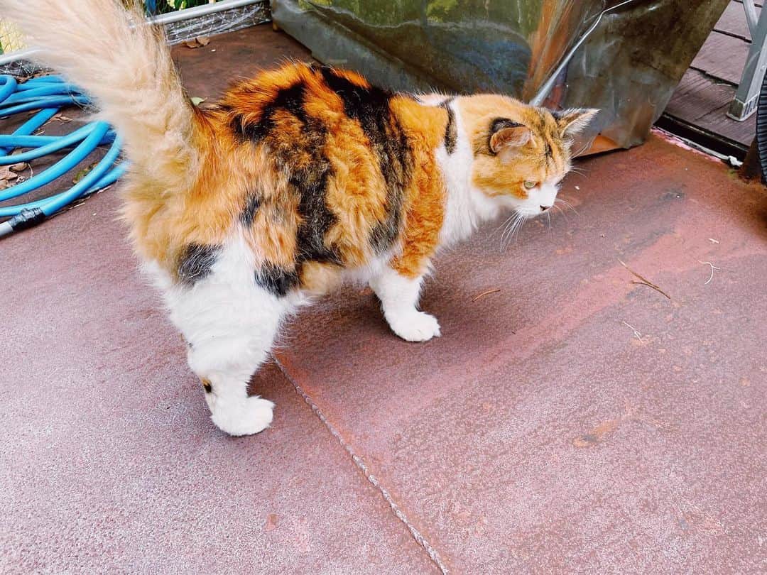 三浦リョースケさんのインスタグラム写真 - (三浦リョースケInstagram)「8年前に実家で飼ってた子猫ですが、現在は実家から2軒離れた家の猫になってるそうです。(まずこれがおかしな話なんですけど) その猫が覚えてくれてたっぽくて帰省したぼくを相手してくれたニャー😺😺😺」9月21日 21時01分 - naturemiura