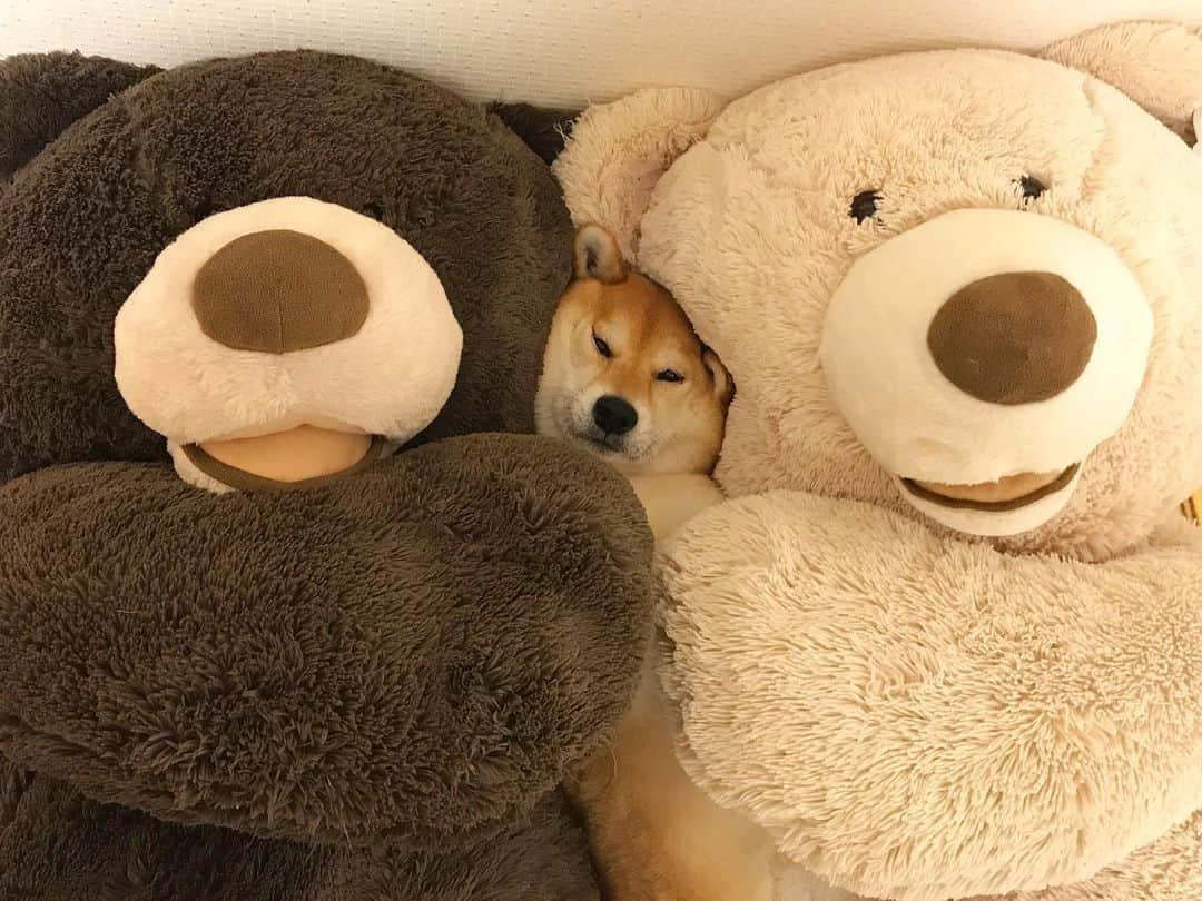 マロたんのインスタグラム：「ぎゅうぎゅう It's packed in here. #shiba #shibainu #柴犬 #costco #teddybear #コストコ」