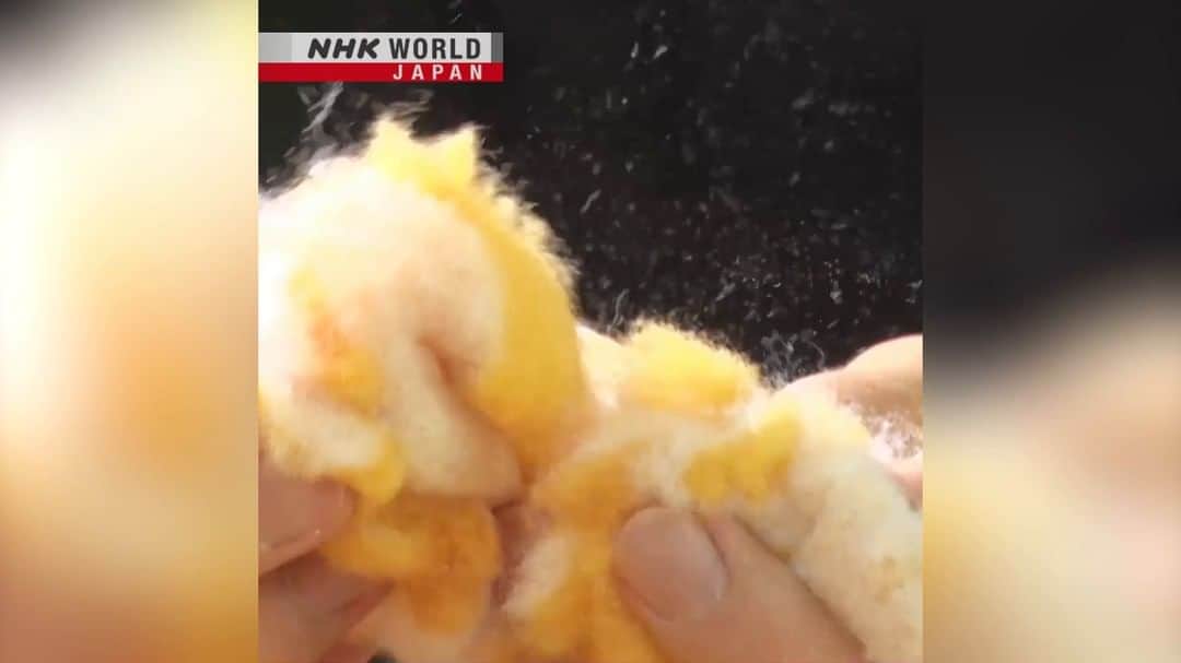 のインスタグラム：「Lemonade from lemons! 🍋😋 Smart thinking has transformed unwanted overgrown bamboo and flammable lint from towel production into new and useful products! 🐷🔥 . 👉See the full story｜Watch｜BIZ STREAM: From Nuisances to New Products｜Free On Demand｜NHK WORLD-JAPAN website.👀 . 👉Tap in Stories/Highlights to get there.👆 . 👉Follow the link in our bio for more on the latest from Japan. . 👉If we’re on your Favorites list you won’t miss a post. . . #bamboo #bambooideas #bamboofood #stockfeed #imabari #towels #japanesetowels #imabaritowel #campfire #greatidea #dontthrowitaway #discoverjapan #madeinjapan #nowaste #bizstream #japan #nhkworldjapan」
