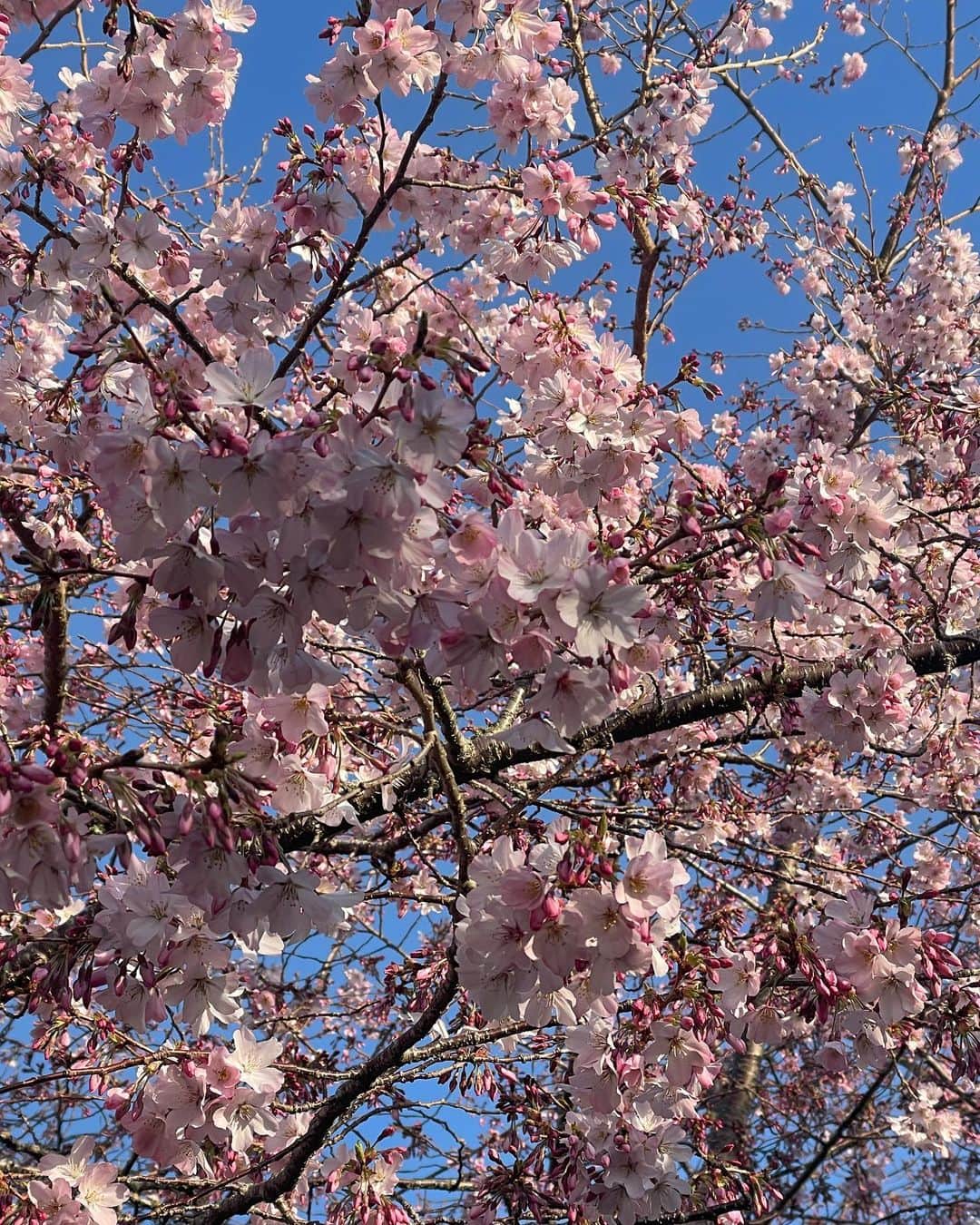 中島早貴さんのインスタグラム写真 - (中島早貴Instagram)「ついに ニュージーランドに来てすぐ見に行った桜が咲きはじめました🌸  これは本当に”1年ここにいるんだよ”を証明してるね。  なんだかもう1年かぁーって感じ。 まだまだ私の英語への道は長期戦だけど  英語じゃなくて私の人生観で言うと ニュージーランドに来て心が落ち着いたなぁーって言うのが私の1番の収穫だと思ってる🌱  今の自分の生活がとっても居心地いい。  もちろん日本がものすんごく恋しいんだ！け！ど。  英語だけじゃなく、ニュージーランドに来てベースとなった自分の生活は崩したくないなぁって思う。  人との出会いに感謝です。ほんと🥺💓💓💓  I remember seeing these cherry blossoms when I arrived in Rotorua a year ago.  It truly proved I've been here for a year ♡ I feel like “ Am I  really here for a year?🧐” Time went by sooo fast! I still have a long way to go if I want to speak English fluently (Yes! I want to be🙋‍♀️haha)  But more than that,I think the most important thing for me is that “I feel more relaxed after coming to NZ”🐏🌱 I’m very comfortable with my life now.  Of course, I miss Japan a lot 🥺🥺🥺 Especially limited-time sweets for the moment 🌰🎃🍠♡♡♡  If I return to Japan, I don't want to forget my English and want to be able to spend the same kind of life as I did in NZ.  I'm still not sure what my life will be like, though :/  But I want to say with a big voice. “Thank you to all the people I have met🌱” I'm really proud of my life to be here :))  #語学留学生 #NewZealand #NZ #アウトプット日記」9月21日 15時44分 - saki__nakajima__uf
