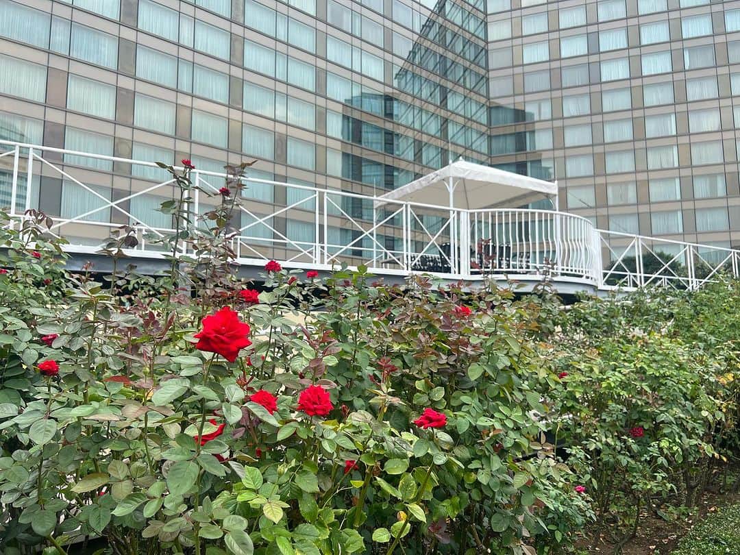 ホテル ニューオータニさんのインスタグラム写真 - (ホテル ニューオータニInstagram)「【明後日23日より！レッドローズガーデンスペシャルマンス🌹】 Red Rose Garden Special Month🌹 starts this Saturday!  2023年9月23日（土・祝）～10月22日（日） September 23- October 22 2023  30種3万輪のバラが咲き誇る屋上庭園Red Rose Gardenを一部の方に向けて特別に開放！期間限定イベントも開催いたします。  都心の"秘密の花園"で、優雅なひとときをお過ごしください。  🌹本日の薔薇の状況 少しずつ開花が始まりました。場所によってはまとまって咲いた様子をご覧いただけます。  The Red Rose Garden, is a rooftop garden with 30,000 roses of 30 different varieties in bloom, will be open to the public! For a limited-time special events will also be held.  Please enjoy a moment of elegance in our "secret garden" in the heart of the city.  ◇ご予約・詳細は@hotelnewotanitokyo プロフィールのURLより「Red Rose Garden」バナーをタップ👆  For reservations and details, tap the "Red Rose Garden" banner from the URL in @hotelnewotanitokyo's profile.  《レッドローズガーデンスペシャルマンス🌹》  期間：2023年9月23日（土・祝）～10月22日（日） 時間：10:00～17:00（最終入場16:30）  入園対象者： ♦ニューオータニクラブ会員の皆さま（ご同伴のお客さまは2名さままで） ♦ホテルニューオータニ（東京）にご宿泊中のすべてのお客さま ♦レッドローズガーデンイベントにご参加のお客さま ♦レッドローズガーデン入場券付レストランプランをご利用のお客さま ♦ご記入済みのニューオータニクラブ入会申込書をご持参の方（1グループ3名さままで） ♦ニューオータニクラブVISAカードのオンライン入会お申し込みをお済みの方（1グループ3名さままで） ※お申し込み番号やお申し込み受付のお知らせメールなど、ご証明のものをご提示いただきます。  #レッドローズガーデン #ローズガーデン #バラ園 #バラ #バラのある暮らし #ガーデニング  #rosegarden #roses #redrosegarden  #ホテル #東京ホテル #ホテルステイ  #ホテルニューオータニ #ニューオータニ #hotelnewotani #newotani #赤坂見附 #赤坂 #四ツ谷 #紀尾井町  #tokyo #japan #tokyotrip  #tokyotravel #tokyohotel  #virtualtour #forbestravelguide #futuretravelguide #thepreferredlife」9月21日 16時14分 - hotelnewotanitokyo