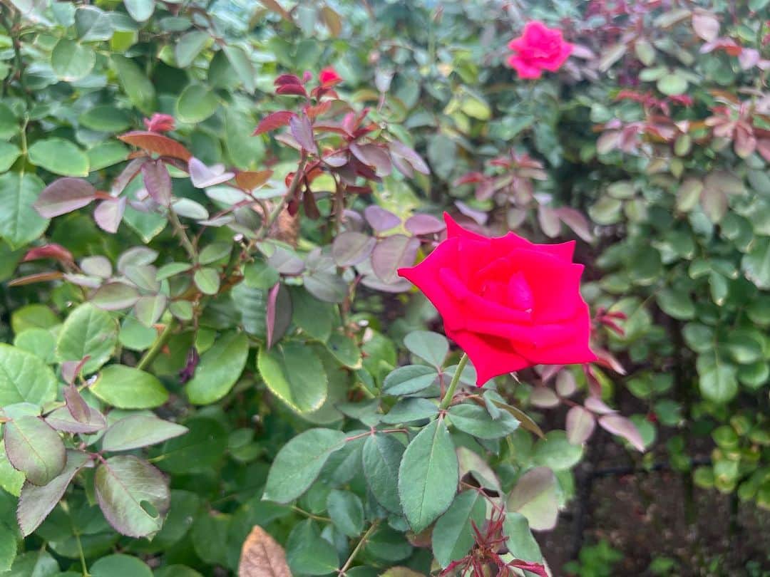 ホテル ニューオータニさんのインスタグラム写真 - (ホテル ニューオータニInstagram)「【明後日23日より！レッドローズガーデンスペシャルマンス🌹】 Red Rose Garden Special Month🌹 starts this Saturday!  2023年9月23日（土・祝）～10月22日（日） September 23- October 22 2023  30種3万輪のバラが咲き誇る屋上庭園Red Rose Gardenを一部の方に向けて特別に開放！期間限定イベントも開催いたします。  都心の"秘密の花園"で、優雅なひとときをお過ごしください。  🌹本日の薔薇の状況 少しずつ開花が始まりました。場所によってはまとまって咲いた様子をご覧いただけます。  The Red Rose Garden, is a rooftop garden with 30,000 roses of 30 different varieties in bloom, will be open to the public! For a limited-time special events will also be held.  Please enjoy a moment of elegance in our "secret garden" in the heart of the city.  ◇ご予約・詳細は@hotelnewotanitokyo プロフィールのURLより「Red Rose Garden」バナーをタップ👆  For reservations and details, tap the "Red Rose Garden" banner from the URL in @hotelnewotanitokyo's profile.  《レッドローズガーデンスペシャルマンス🌹》  期間：2023年9月23日（土・祝）～10月22日（日） 時間：10:00～17:00（最終入場16:30）  入園対象者： ♦ニューオータニクラブ会員の皆さま（ご同伴のお客さまは2名さままで） ♦ホテルニューオータニ（東京）にご宿泊中のすべてのお客さま ♦レッドローズガーデンイベントにご参加のお客さま ♦レッドローズガーデン入場券付レストランプランをご利用のお客さま ♦ご記入済みのニューオータニクラブ入会申込書をご持参の方（1グループ3名さままで） ♦ニューオータニクラブVISAカードのオンライン入会お申し込みをお済みの方（1グループ3名さままで） ※お申し込み番号やお申し込み受付のお知らせメールなど、ご証明のものをご提示いただきます。  #レッドローズガーデン #ローズガーデン #バラ園 #バラ #バラのある暮らし #ガーデニング  #rosegarden #roses #redrosegarden  #ホテル #東京ホテル #ホテルステイ  #ホテルニューオータニ #ニューオータニ #hotelnewotani #newotani #赤坂見附 #赤坂 #四ツ谷 #紀尾井町  #tokyo #japan #tokyotrip  #tokyotravel #tokyohotel  #virtualtour #forbestravelguide #futuretravelguide #thepreferredlife」9月21日 16時14分 - hotelnewotanitokyo
