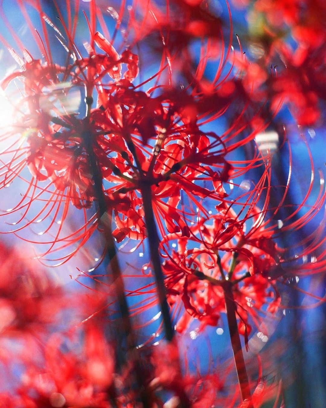 蜷川実花さんのインスタグラム写真 - (蜷川実花Instagram)「もうすぐ彼岸花の季節ですね！ もう咲いてるのかな？ 今年はどこに行こう。 おすすめの場所があったらぜひ教えて！#mikaninagawaflowers」9月21日 16時32分 - ninagawamika