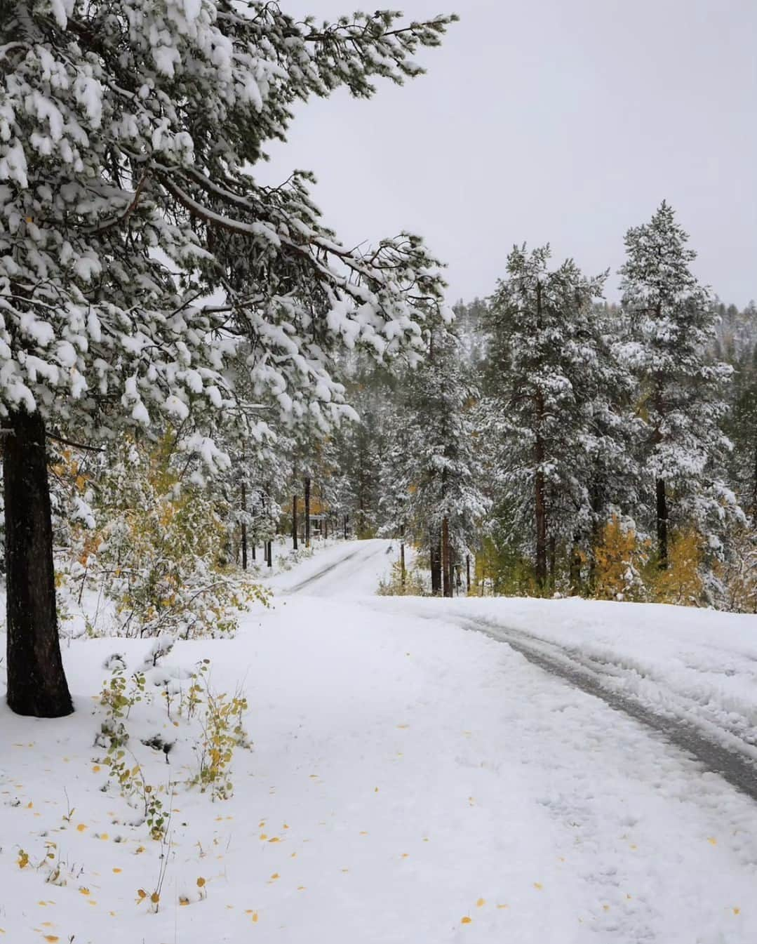 フィンランド政府観光局さんのインスタグラム写真 - (フィンランド政府観光局Instagram)「🍂 ❄️ラップランドでは紅葉の見頃を迎えていますが、今週初雪も降りました！  ラップランドには8つの季節があると言われていますが、季節毎に自然が演出する景色は素晴らしいものですね。 . 📸 @pekka.ahkynen Kiitos! 🙏#visitfinland #ourfinland #visitfinlandjp #finland #北欧旅行 #travelgram #フィンランド #フィンランド政府観光局 #北欧 #travel #instatravel #travel #travelgram #travelling #traveler #旅したくなるフォト #旅行 #旅 #海外旅行 #travelphotography #旅行大好き #旅行好き #旅スタグラム #旅好き #ヨーロッパ旅行 #旅に出たい #トラベル #初雪 #雪 #ラップランド #紅葉」9月21日 16時50分 - visitfinlandjapan