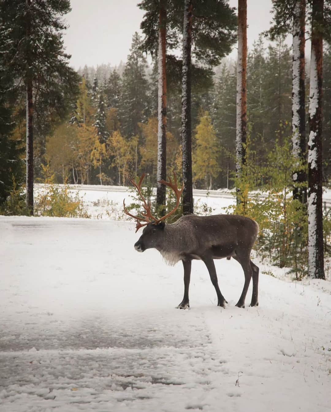 フィンランド政府観光局さんのインスタグラム写真 - (フィンランド政府観光局Instagram)「🍂 ❄️ラップランドでは紅葉の見頃を迎えていますが、今週初雪も降りました！  ラップランドには8つの季節があると言われていますが、季節毎に自然が演出する景色は素晴らしいものですね。 . 📸 @pekka.ahkynen Kiitos! 🙏#visitfinland #ourfinland #visitfinlandjp #finland #北欧旅行 #travelgram #フィンランド #フィンランド政府観光局 #北欧 #travel #instatravel #travel #travelgram #travelling #traveler #旅したくなるフォト #旅行 #旅 #海外旅行 #travelphotography #旅行大好き #旅行好き #旅スタグラム #旅好き #ヨーロッパ旅行 #旅に出たい #トラベル #初雪 #雪 #ラップランド #紅葉」9月21日 16時50分 - visitfinlandjapan