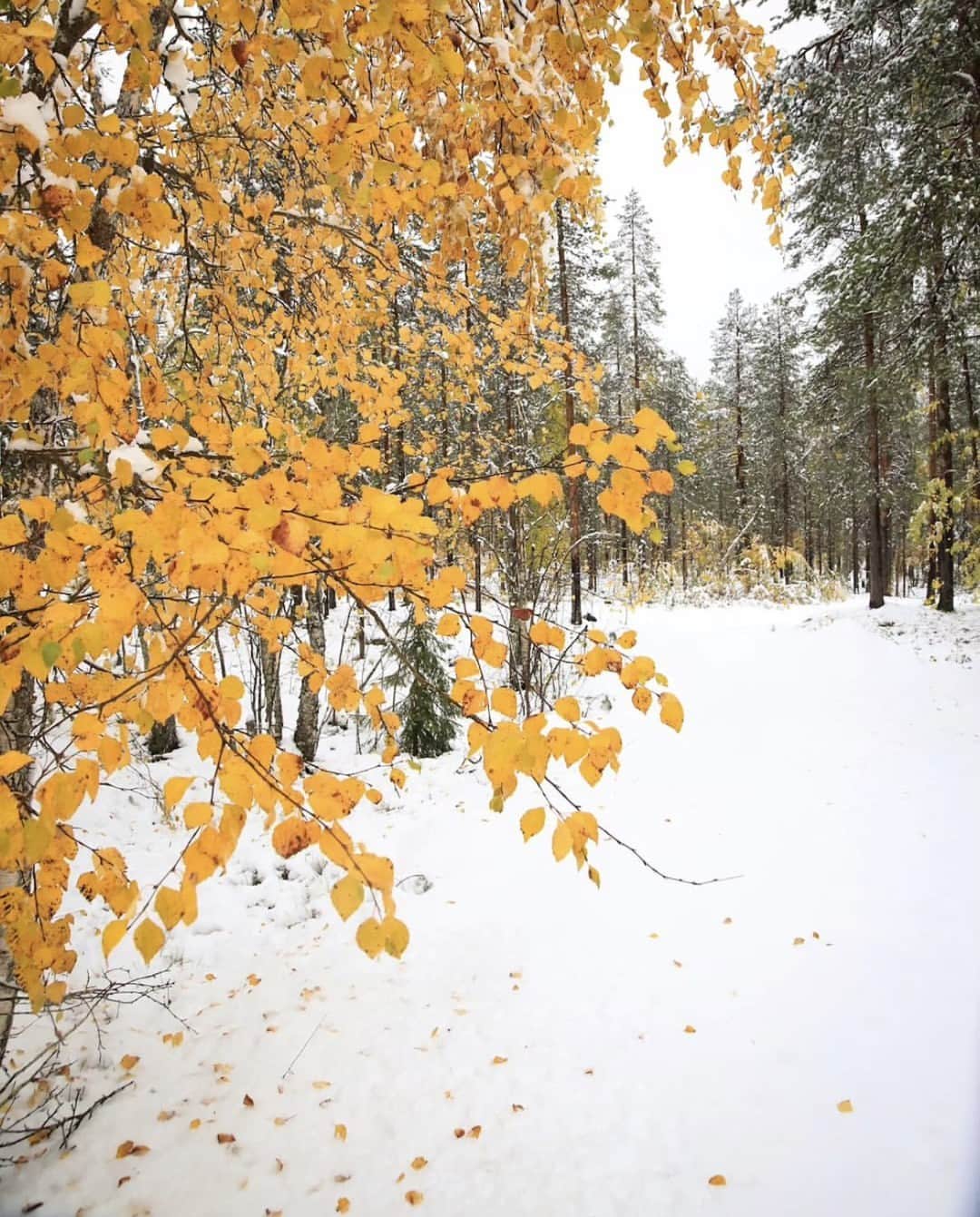 フィンランド政府観光局のインスタグラム：「🍂 ❄️ラップランドでは紅葉の見頃を迎えていますが、今週初雪も降りました！  ラップランドには8つの季節があると言われていますが、季節毎に自然が演出する景色は素晴らしいものですね。 . 📸 @pekka.ahkynen Kiitos! 🙏#visitfinland #ourfinland #visitfinlandjp #finland #北欧旅行 #travelgram #フィンランド #フィンランド政府観光局 #北欧 #travel #instatravel #travel #travelgram #travelling #traveler #旅したくなるフォト #旅行 #旅 #海外旅行 #travelphotography #旅行大好き #旅行好き #旅スタグラム #旅好き #ヨーロッパ旅行 #旅に出たい #トラベル #初雪 #雪 #ラップランド #紅葉」
