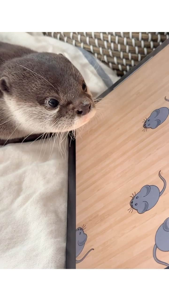 カワウソ コタロー&ハナのインスタグラム：「Professor Kotaro is not fooled コタロー教授は騙されない🐀 . . . #otter #otters #cute #pet #animal ‪#カワウソ #コツメカワウソ #動物 #ペット #カワウソコタロー #カワウソハナ #コタロー #かわいい #かわうそ #もふもふ #수달 #귀여워 #水獺 #loutre #lontra #lutra #выдра #nutria#otterlove #kotarotheotter #otterkotaro」