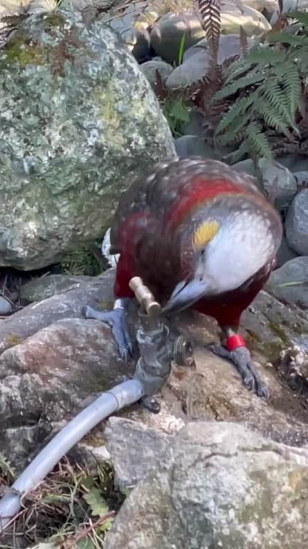 Padgramのインスタグラム：「Kaka getting himself a drink.  The details: https://www.nzherald.co.nz/nz/watch-incredible-moment-kaka-bird-turns-tap-on-to-have-drink-as-video-goes-global/WB4CGOOBWBBYZFI2O4GX4YUOBA/  Credits to @mattmartel   #pgdaily #pgstar#pgcounty #birds #planetgo#planet #planetearth #amazing #awesome #nature #birdsofinstagram #birdinstagram #birdslover #bird #kaka #parrot」