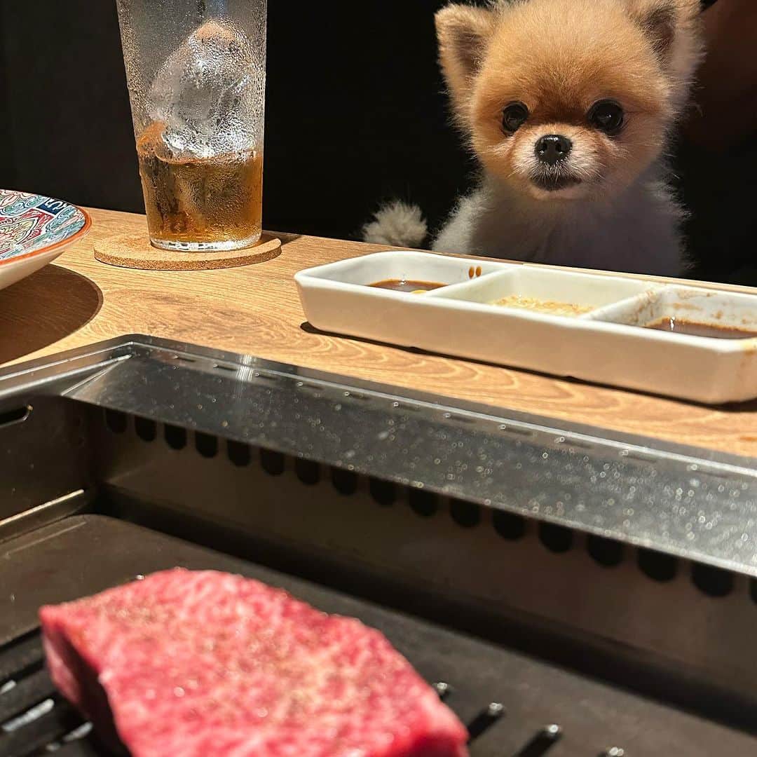 Mika Jimboさんのインスタグラム写真 - (Mika JimboInstagram)「【犬と行ける一番うまい焼肉🥩】  🥩 @yakiniku173_mukouyama  📍 Tokyo/Ebisu  恵比寿で食べれるわんこ連れで行ける焼肉屋さん🩷もんじゃとおはぎ大喜びでいつも大好きなお肉を食べてるよ🤤  わんこ用にお肉出してくれるからオーダーしてみてね🐕  個室しかわんこNGだから予約して行ってねーん✌️来月もんじゃ誕生日だから来月も行こうね🥹❤️  マジで一枚目のもんじゃの顔ウケる。それはお前の肉じゃないよ😅  #わんことお出かけ  #犬と行けるお店  #わんこごはん」9月21日 17時23分 - mikajimbox