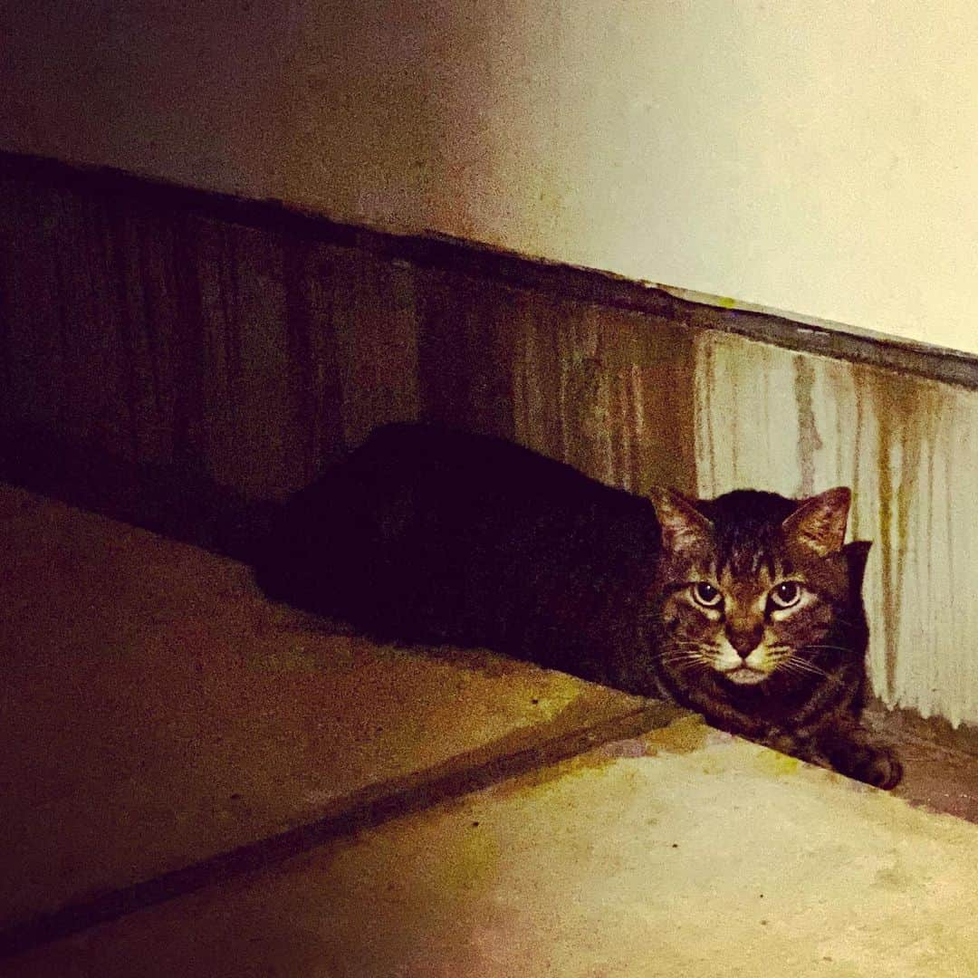 相原コージのインスタグラム：「夜でも溝にハマるが好き。　#ねこ　#キジトラ　#溝  #cat」