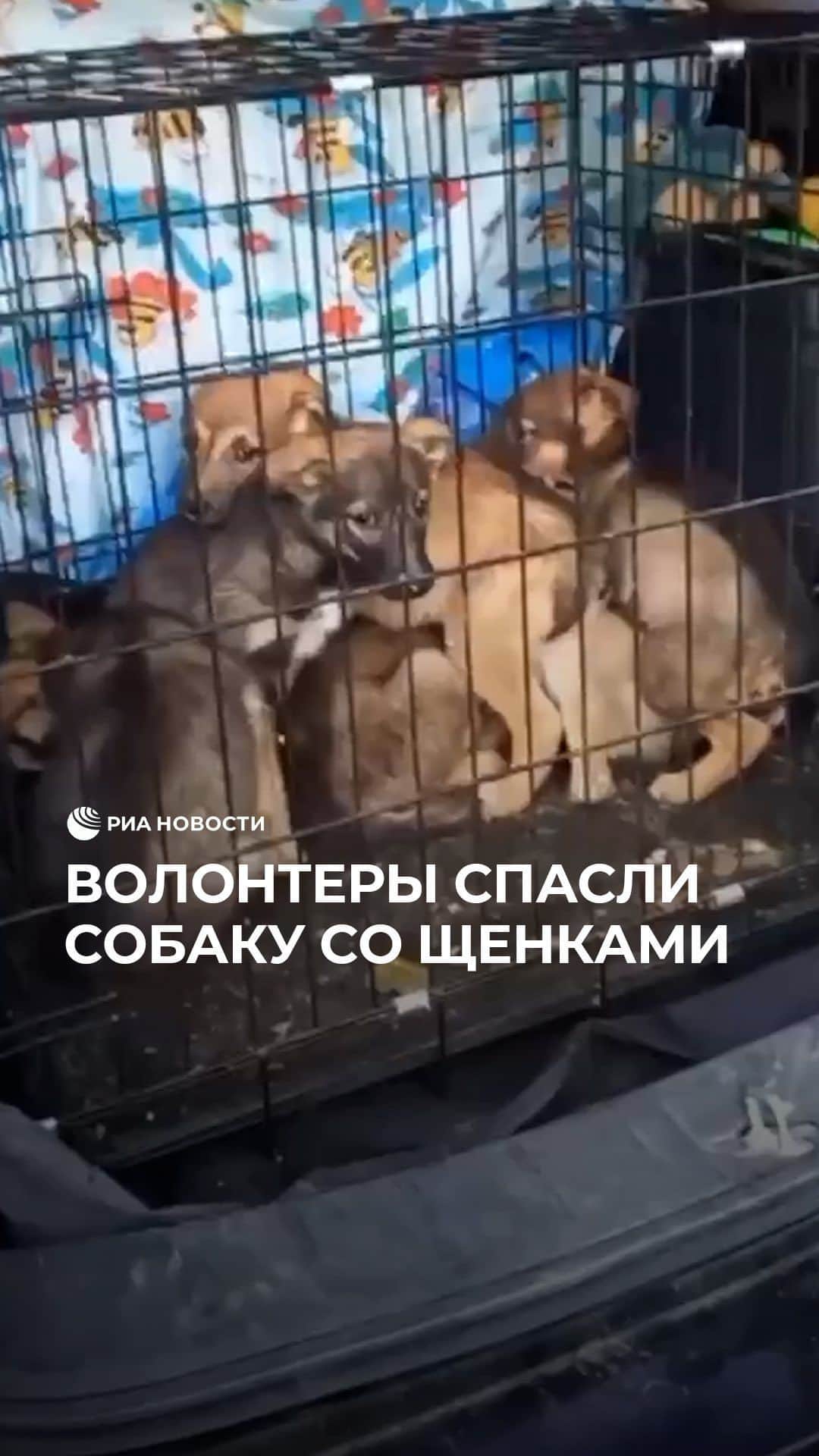 RIAノーボスチのインスタグラム：「Под Ногинском волонтеры вытащили собаку со щенками из лисьей норы. Спасательная операция заняла 6 часов. К счастью, удалось достать всех шестерых малышей и их маму живыми.」