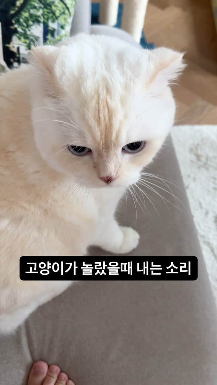 SoonMooのインスタグラム：「다리 펴다가 그만,, 미안해 순복치야😉ㅋㅋㅋㅋㅋ  #순무 #SoonMoo」