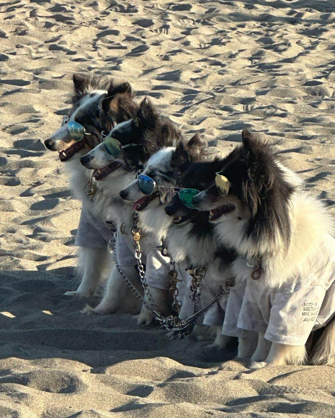 しょうきさんのインスタグラム写真 - (しょうきInstagram)「今年初の海🏖️ ⁡ 夏感じてきた☀️ 天気にも恵まれ最高のリフレッシュになりました🥰 ⁡ ご褒美DAYとして久々にビールなんかも頂いちゃいました🫶🍺 夏全開のハーフパンツコーデ！ オールブラックにすることでカジュアルでも大人っぽい印象に。 ⁡ TシャツとスニーカーはDIORでハーフパンツはCELINE 好きなブランド組み合わせてテンション上げ上げでした❤️‍🔥 DIORを象徴する金色の蜂さんかわよい🐝 ⁡ ⁡ #由比々浜 #由比ヶ浜ビーチ ⁡ #diormen #diorhomme #diorbee #celine #celinebyhedislimane #鎌倉 #海の家 #夏服 #夏コーデ #ビーチコーデ #メンズファッション #シンプルファッション #ブラックコーデ #月ネックレス #ダイヤモンドネックレス #サングラスコーデ #ハーフパンツコーデ」9月21日 19時06分 - shoki_h96